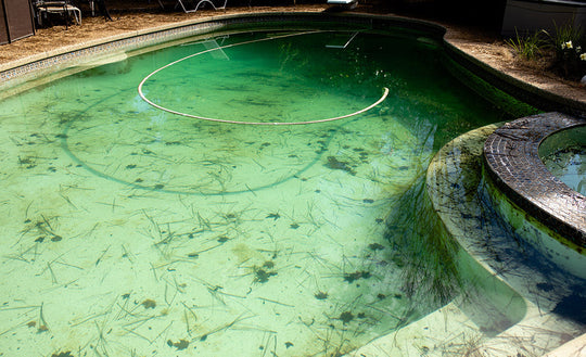 A Green Pool Means Less Green in Your Wallet